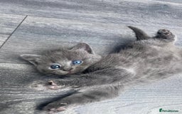 British Longhair cats for sale: 2 kittens one male one female - Image 6