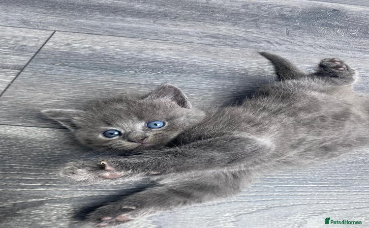 British Longhair cats - Advert 1