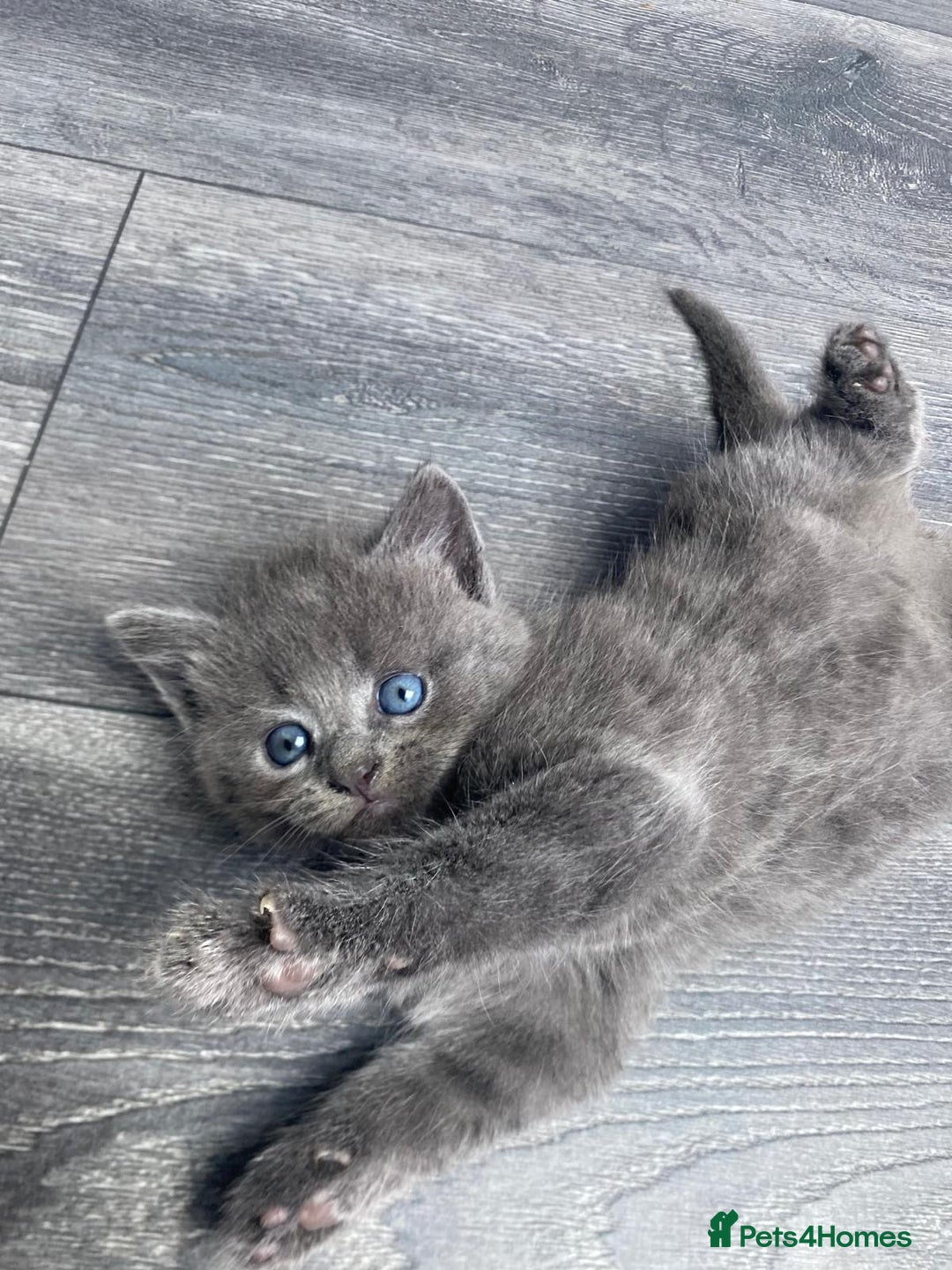 British Longhair cats for sale: 2 kittens one male one female - Image 6