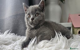 Scottish Fold cats for sale:  Beautiful Scottish Fold Kittens × 2 Males - Image 5