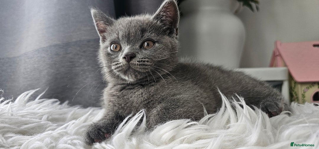 Scottish Fold cats for sale:  Beautiful Scottish Fold Kittens × 2 Males - Image 5