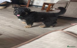German Shepherd dogs for sale: German shepherd puppy reduced!  - Image 1