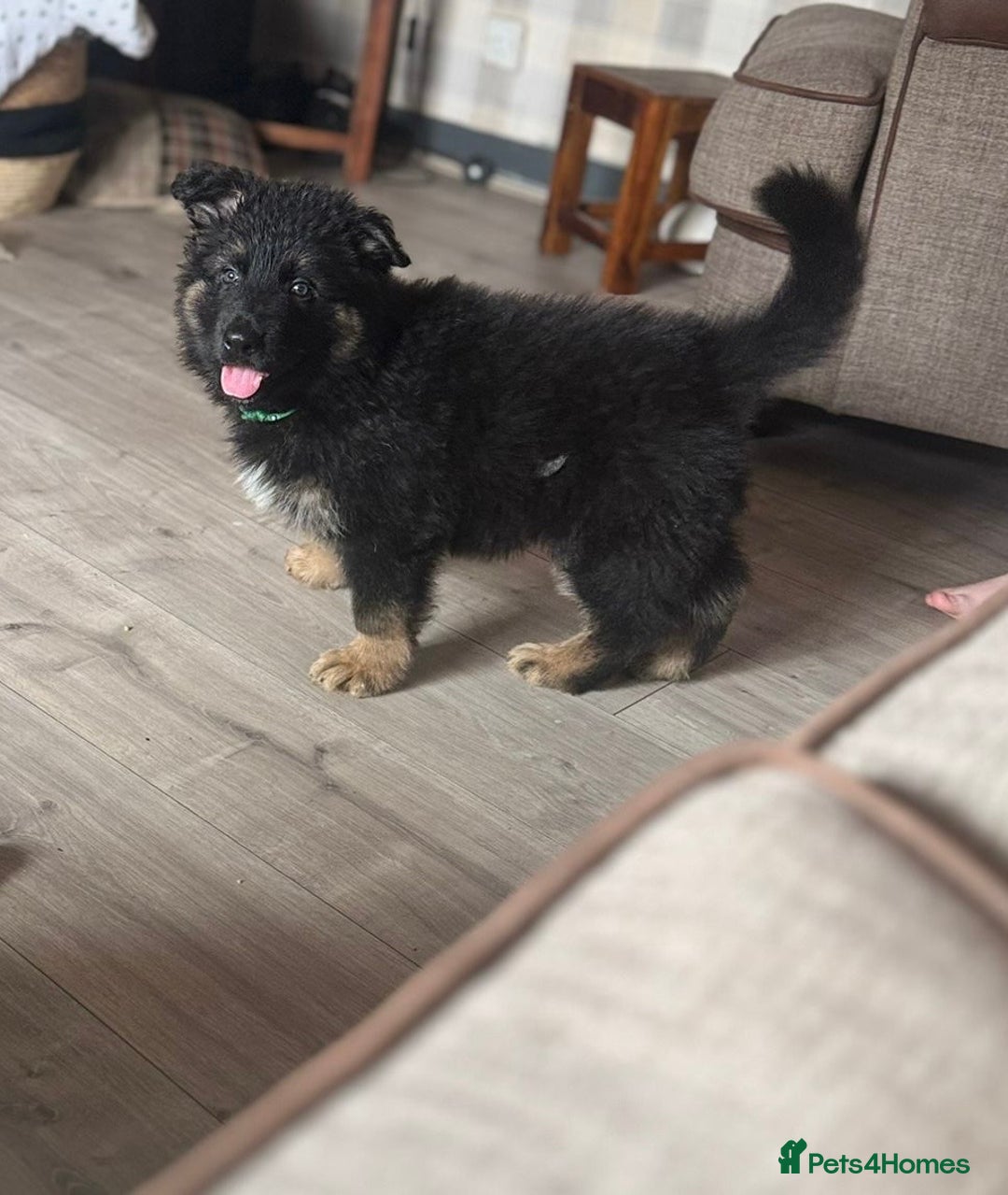 German Shepherd dogs for sale: German shepherd puppy reduced!  - Image 1