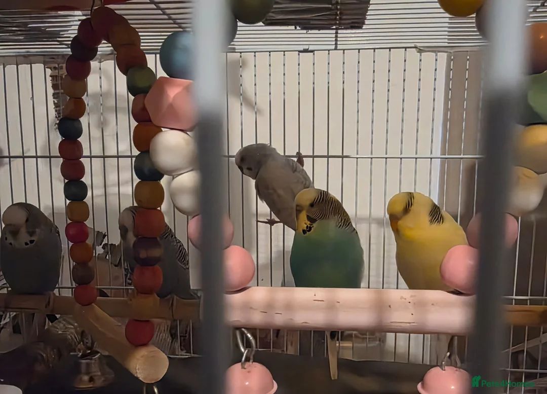 Budgerigars birds for sale: Budgies for sale - Advert 1