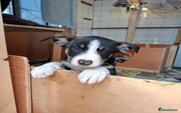 Border Collie dogs for sale: Border collie Puppy forsale - Image 4