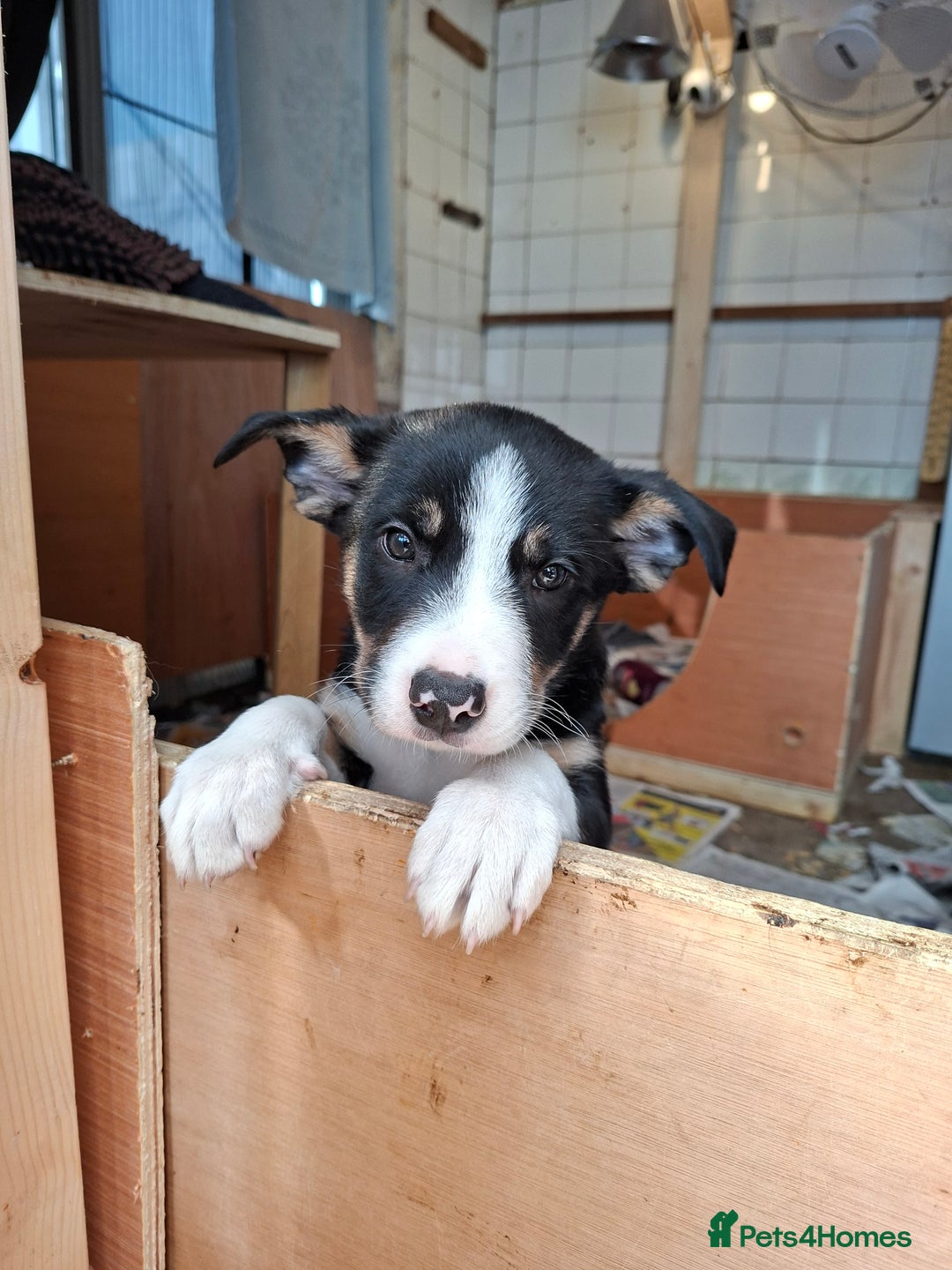 Border Collie dogs for sale: Border collie Puppy forsale - Image 4