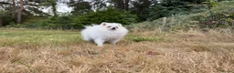 Pomeranian dogs for sale: Beautiful Purebred Pomeranian Female 5½ Months Old - Advert 9