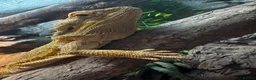 Dragon reptiles for sale: 4 year old male Beardie - Advert 3