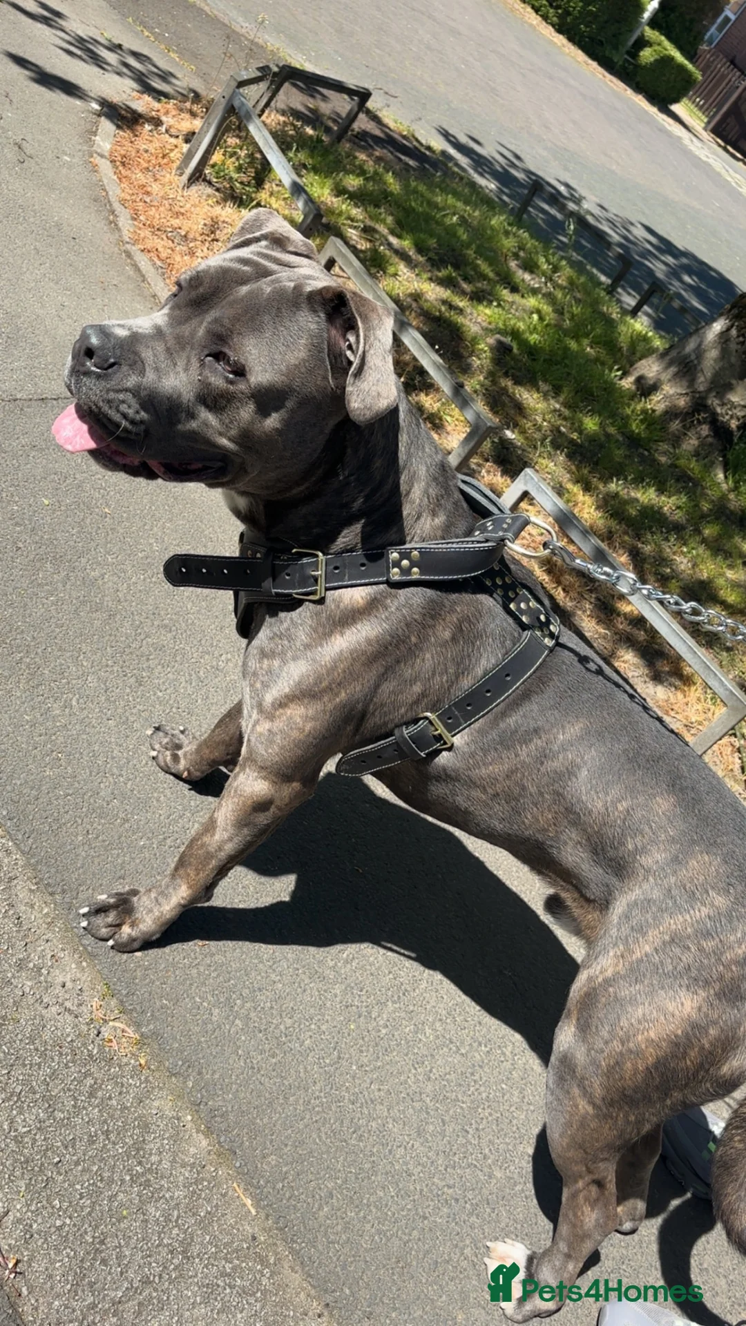 Cane Corso dogs for sale: Cane corso - Advert 3