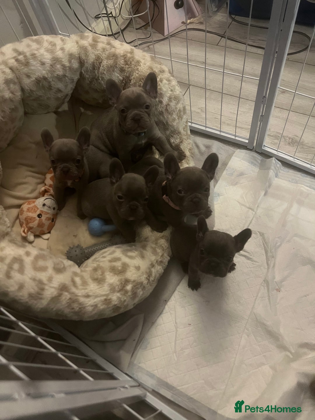 French Bulldog dogs for sale: French bulldog puppies - Advert 1