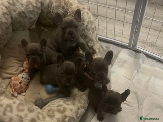 French Bulldog dogs French bulldog puppies - Advert 4
