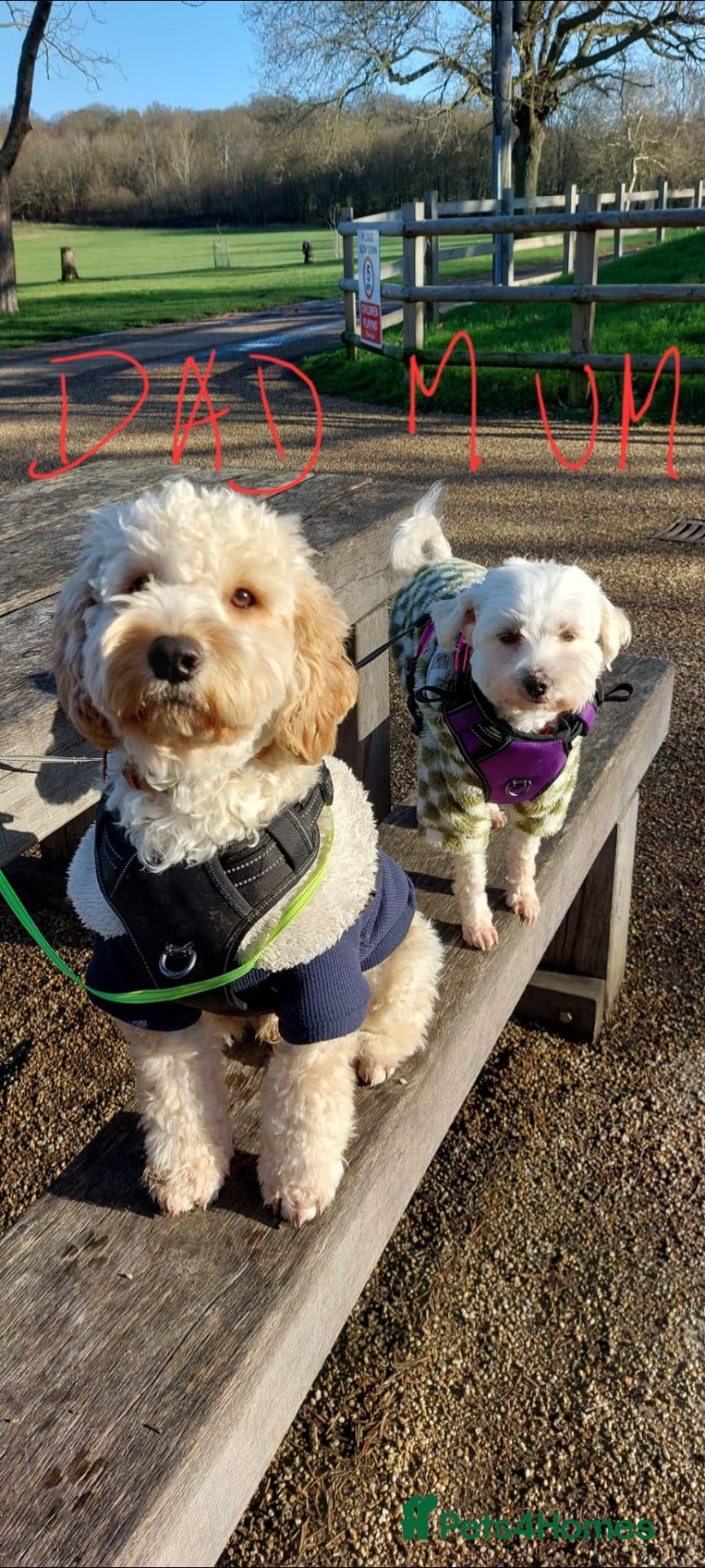 Mixed Breed dogs for sale: Maltipoo ready to leave in 2 weeks! - Advert 1