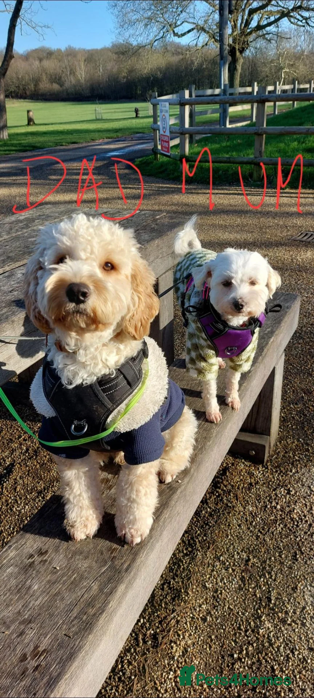 Mixed Breed dogs for sale: Maltipoo ready to leave in 2 weeks! in Chigwell - Advert 1