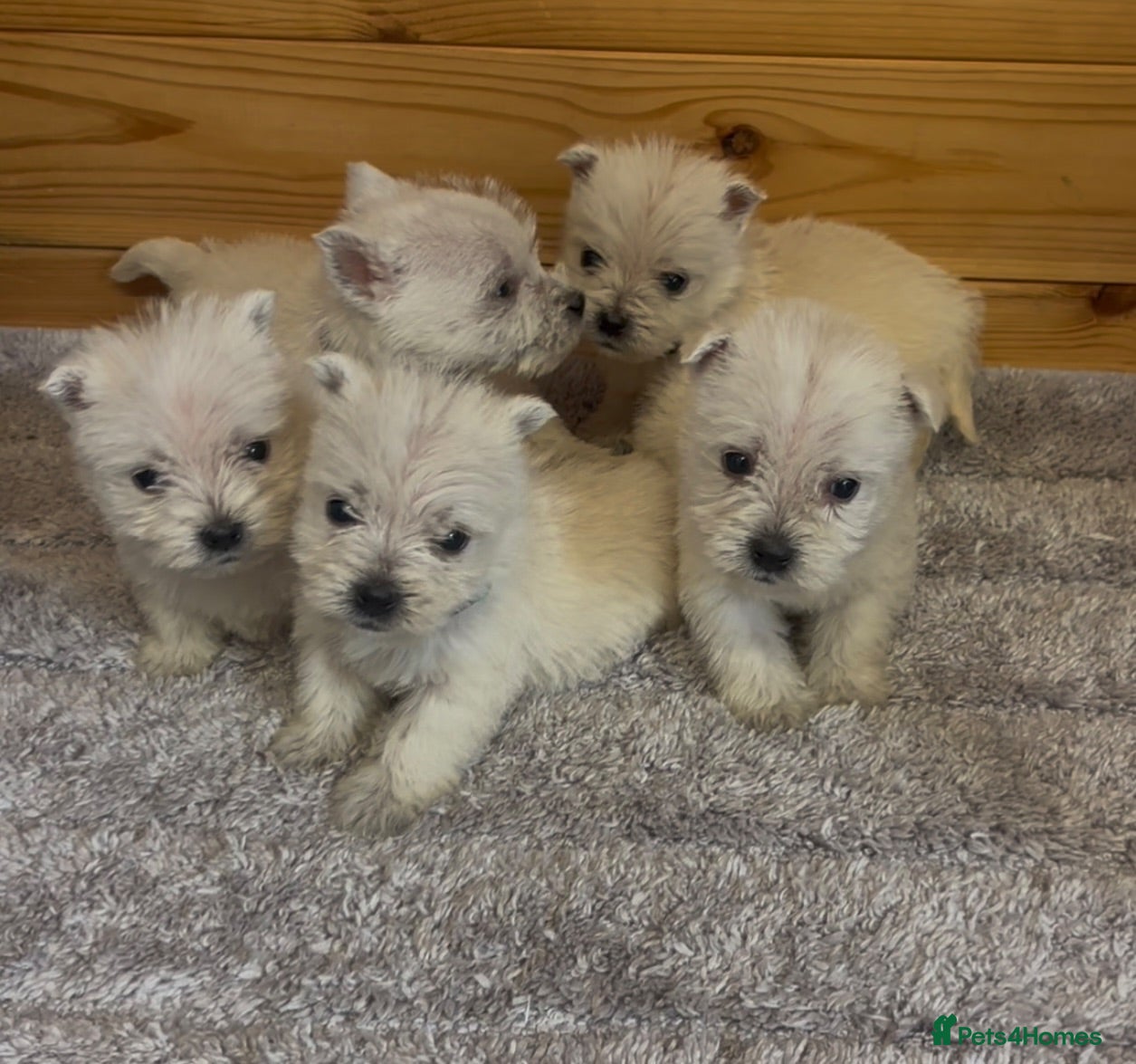 West Highland Terrier dogs Beautiful west highland terrier puppies for sale - Advert 1