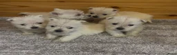 West Highland Terrier dogs for sale: Beautiful west highland terrier puppies for sale - Advert 1