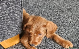 Labradoodle dogs for sale: Last Girl Labradoodle  - Image 3