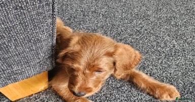 Labradoodle dogs - Advert 2