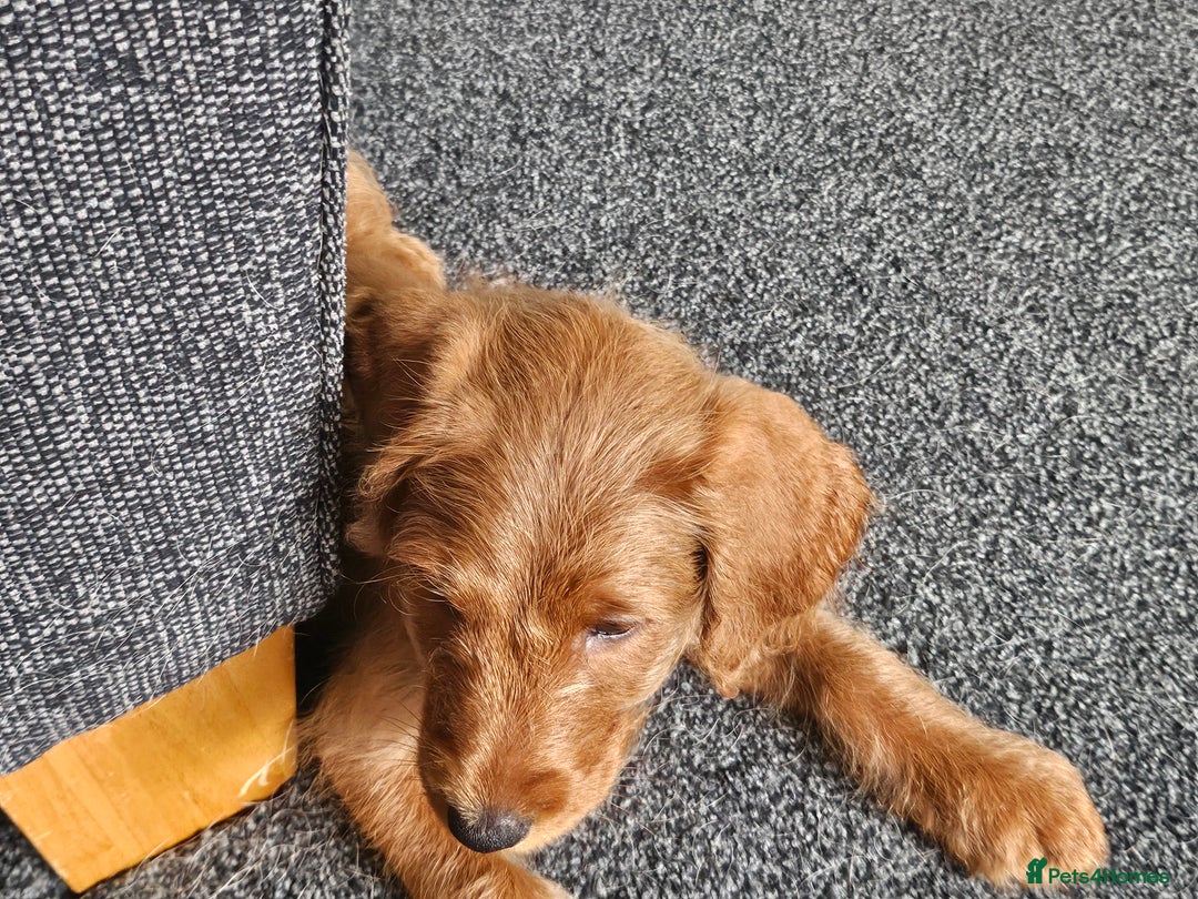 Labradoodle dogs for sale: Last Girl Labradoodle  - Image 3
