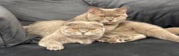 Scottish Fold cats for sale: Scottish fold /Scottish straight KITTENS - Advert 1