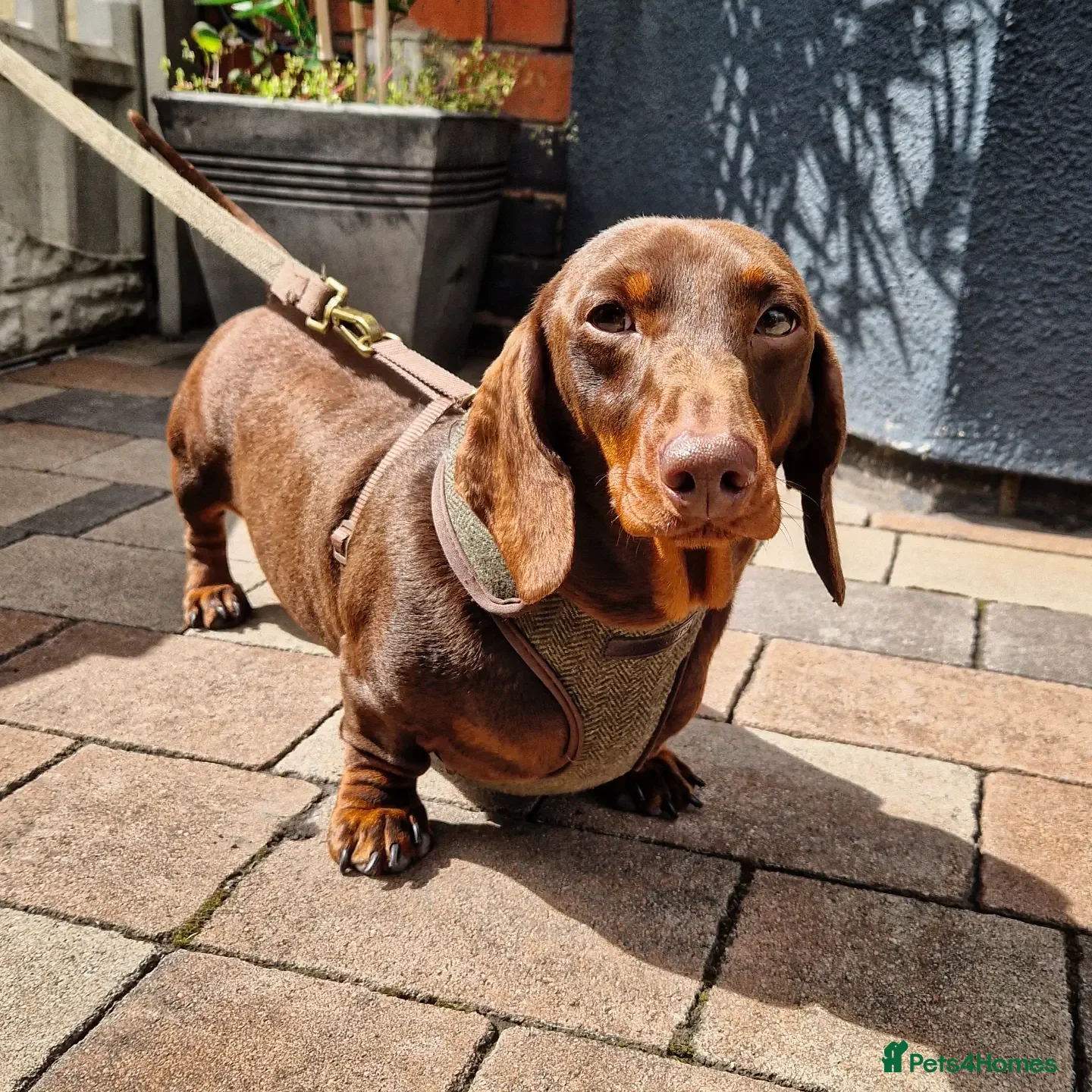 Miniature Dachshund dogs ** ROGUEROYALES STUD DASH ** PRA Clear in Wolverhampton - Advert 13