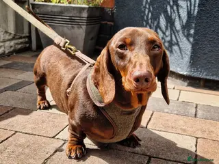 Miniature Dachshund dogs ** ROGUEROYALES STUD DASH ** PRA Clear in Wolverhampton - Advert 19
