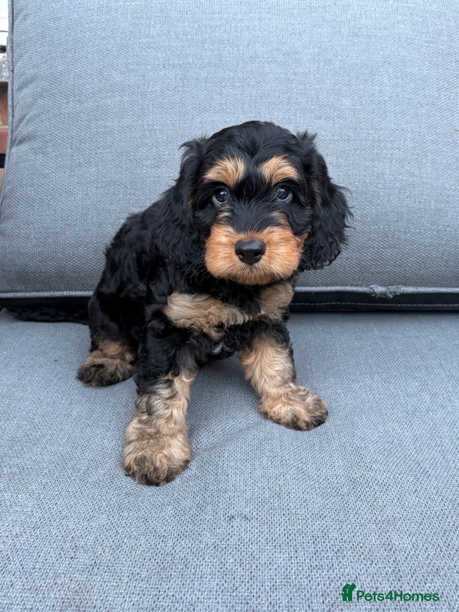 Cockapoo dogs Stunning Cockapoo Girl for Sale - Advert 1