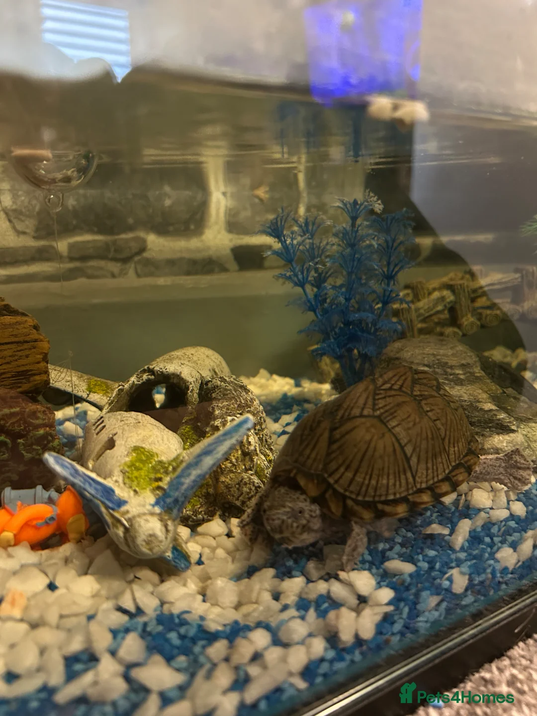 Turtle reptiles for sale: 2 razorback musk turtles - Advert 2
