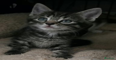 Ragdoll cats - Advert 5