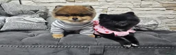 Pomeranian dogs for sale: Xx **   **  pomeranian puppy  in Doncaster - Advert 17
