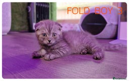 Scottish Fold cats for sale: SCOTTISH FOLD KITTENS ( DELIVERY  AVAILABLE) - Image 5