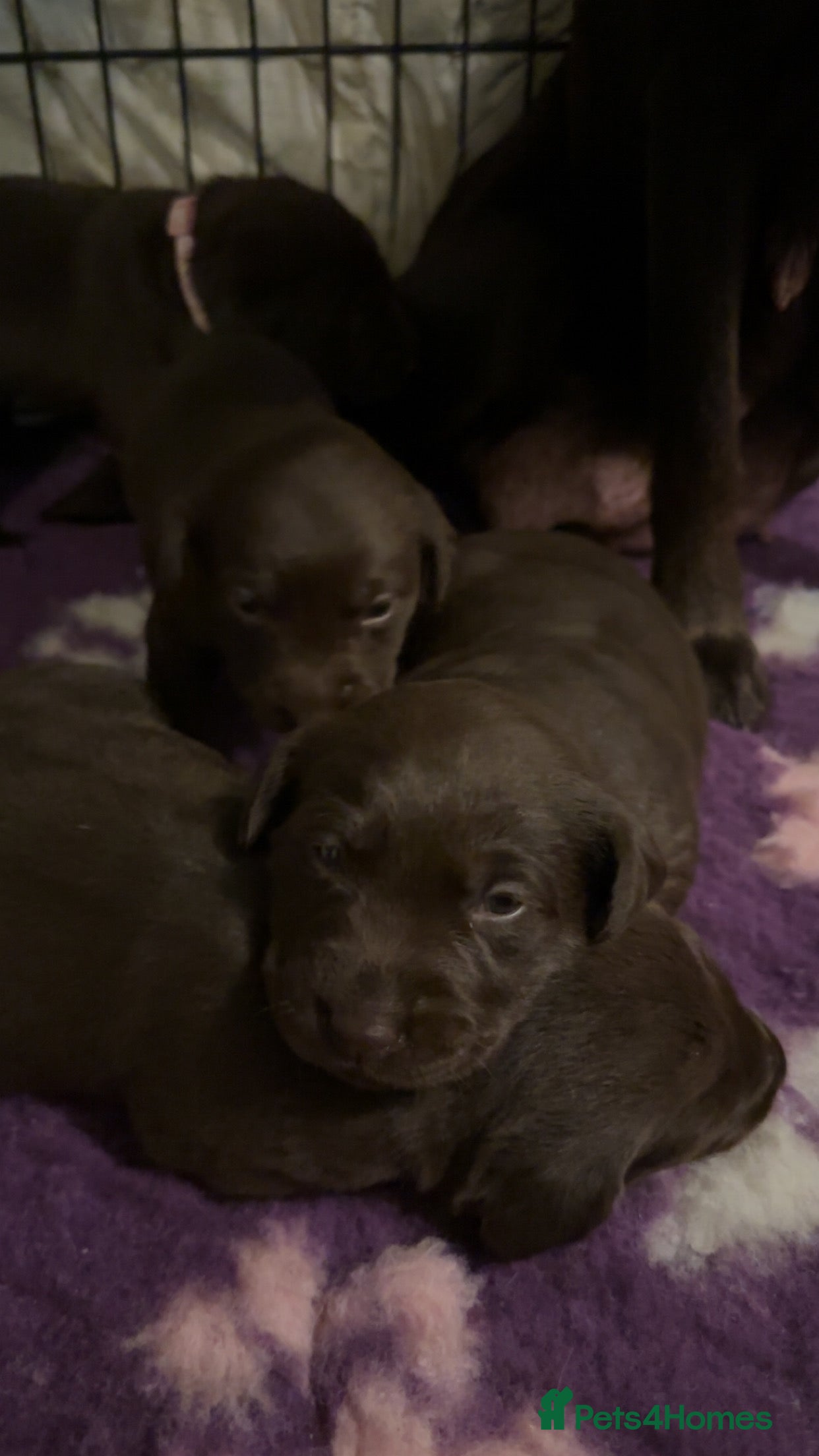 Labrador Retriever dogs Stunning chunky pups  - Advert 18