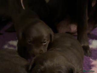 Labrador Retriever dogs Stunning chunky pups - Advert 12