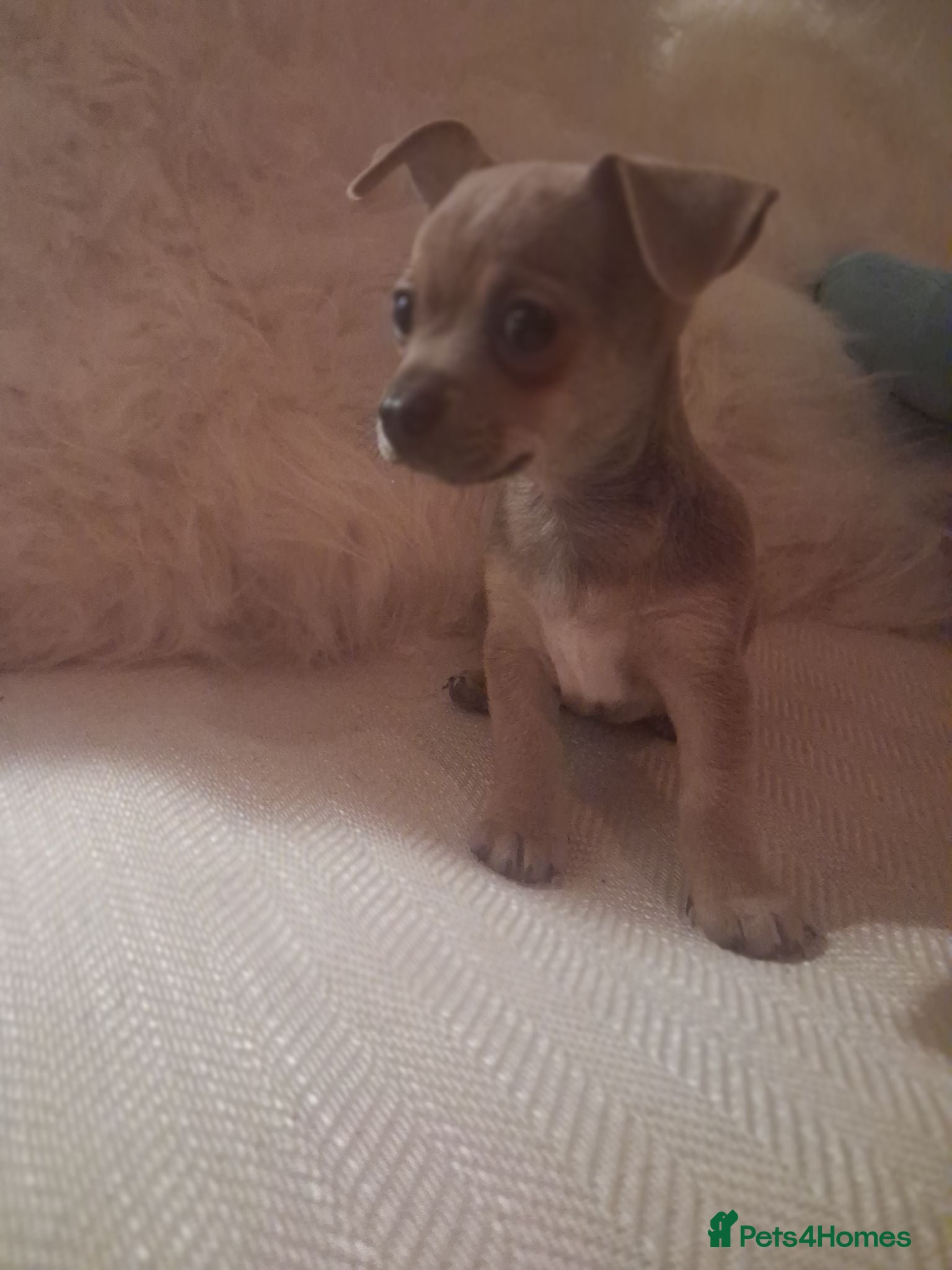 Jack Chi dogs Jack russel cross chihuahua puppies  - Advert 2