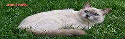 Ragdoll cats for sale: RAGDOLL BICOLOUR GIRL BLUE EYES READY NOW  - Advert 17