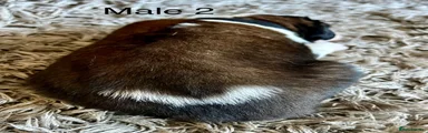 Saint Bernard 2 Black 