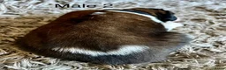 Saint Bernard dogs for sale: Beautiful KC registered show quality Puppies.  - Advert 28