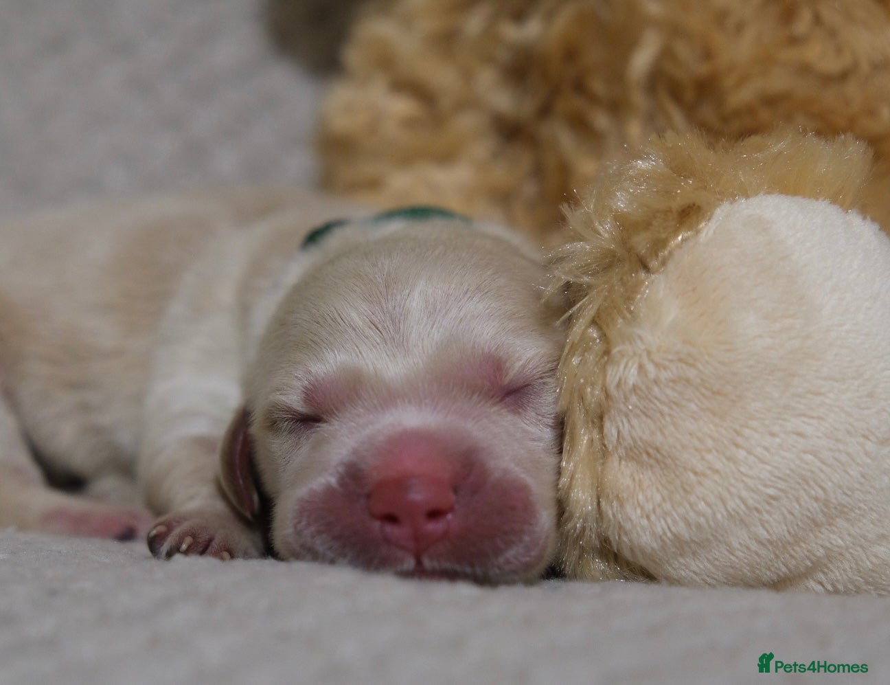 Golden Retriever dogs Beautiful Golden retriever pups - Advert 2