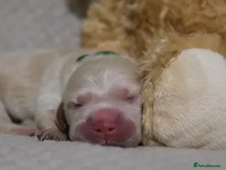 Golden Retriever dogs Beautiful Golden retriever pups - Advert 2