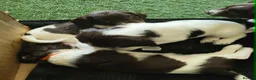 English Springer Spaniel dogs for sale: Gorgeous KC reg ES spaniel Pups - Advert 5
