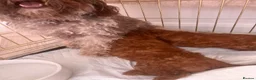 Miniature Poodle dogs for sale: 2 girls left - Advert 5
