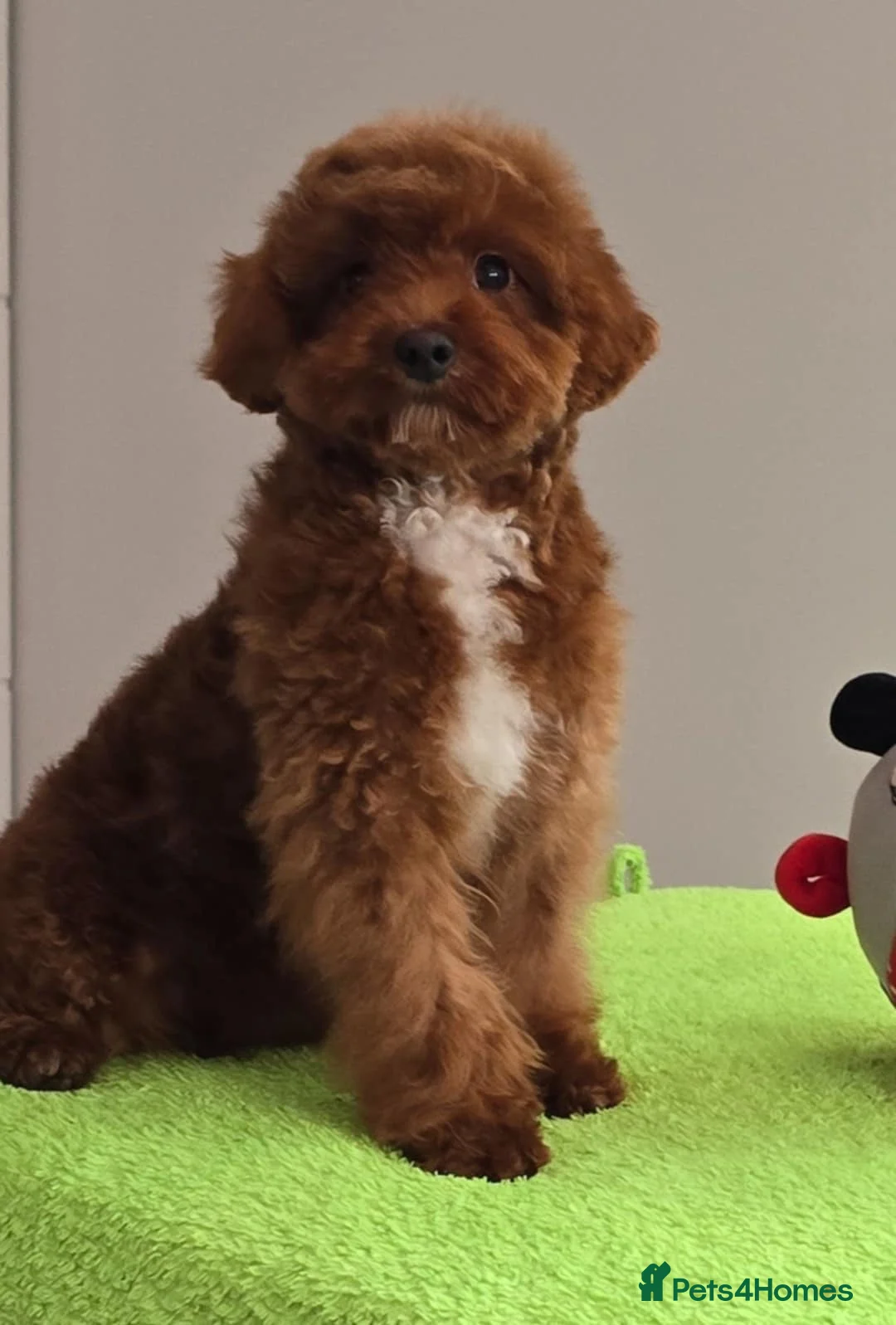 Maltipoo dogs for sale: 6-Month-Old Maltipoo Puppies – Male & Female - Advert 1