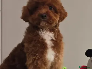 Maltipoo dogs 6-Month-Old Maltipoo Puppies – Male & Female - Advert 1