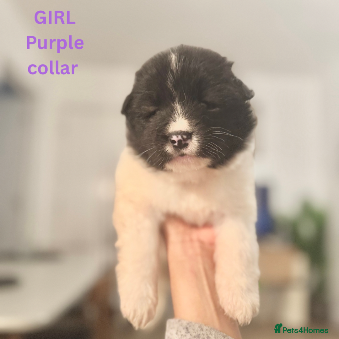 Akita dogs for sale: Quality Family Raised American Akita Puppies - Image 36