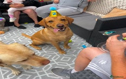 Labrador Retriever dogs for stud: Fox red labrador for stud  - Image 3