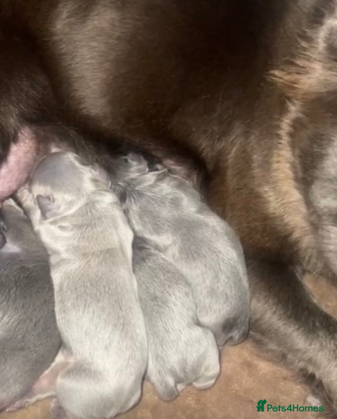 French Bulldog dogs for sale: Fluffy French bulldog puppies health clear  - Advert 6