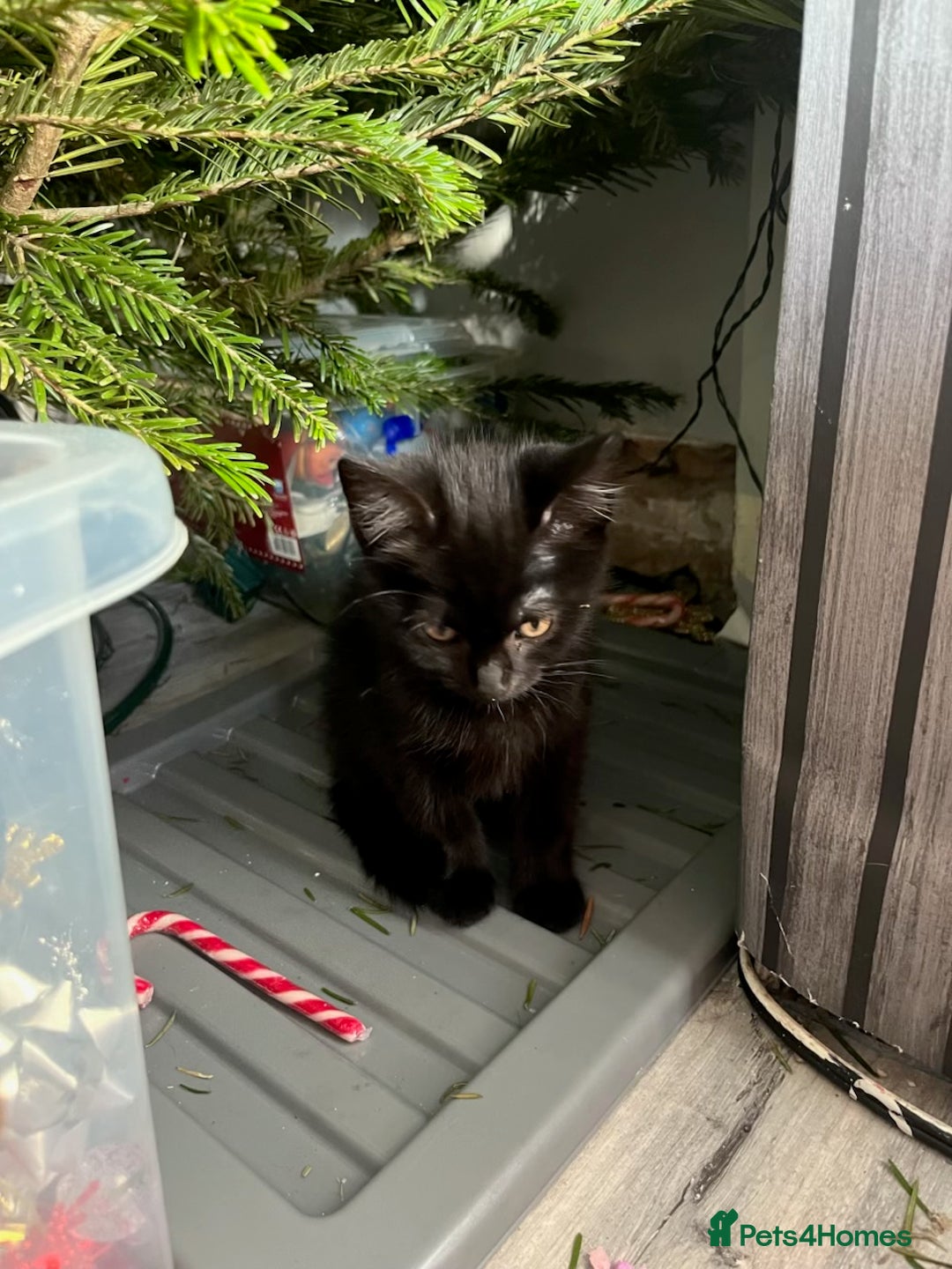 British Shorthair cats for sale: All black female kitten  - Advert 6