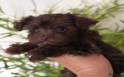 Miniature Schnauzer dogs for sale: KC BVA H/T Chocolate Parti Mini Schnauzer  - Image 2