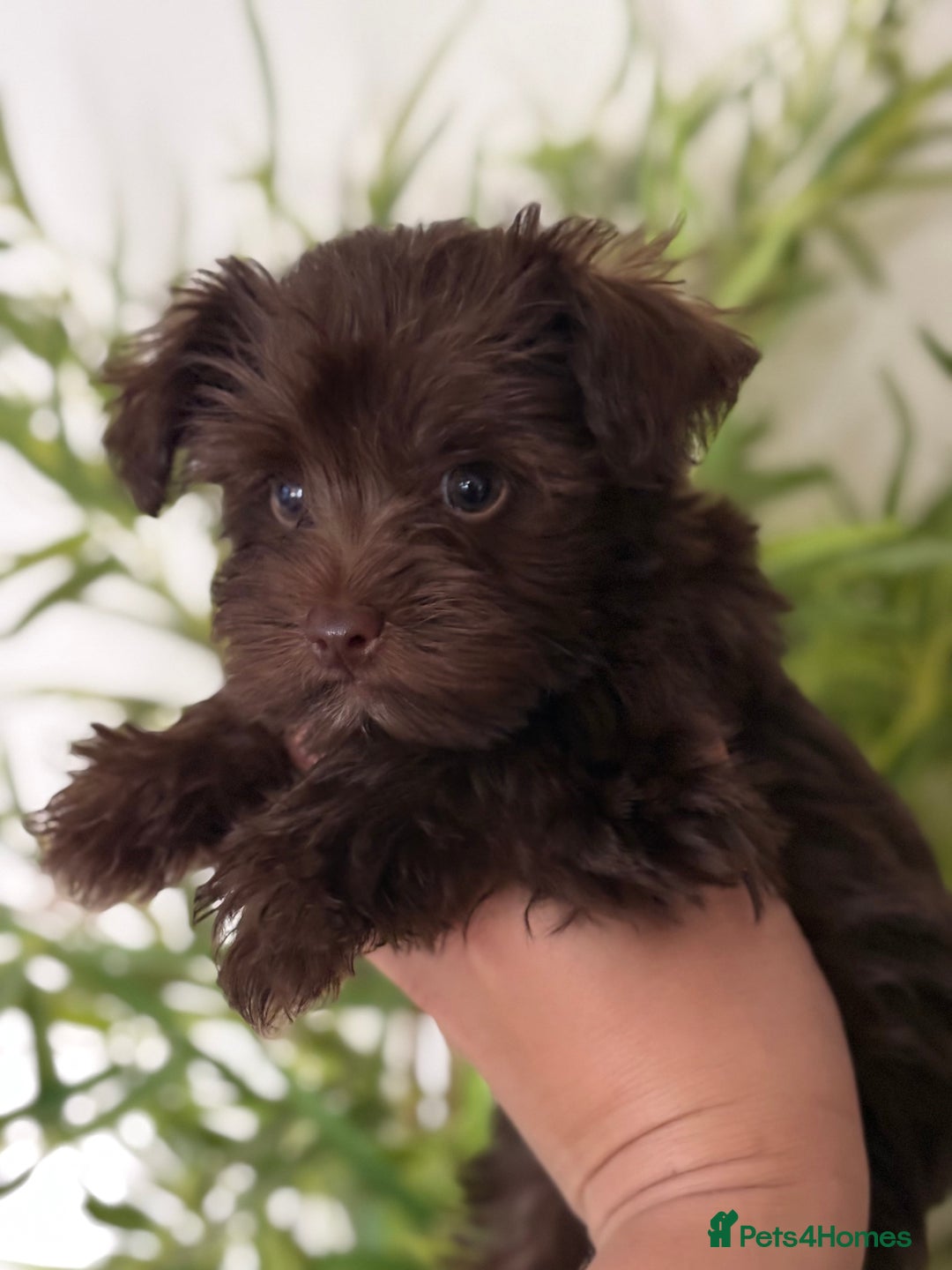 Miniature Schnauzer dogs for sale: KC BVA H/T Chocolate Parti Mini Schnauzer  - Image 2
