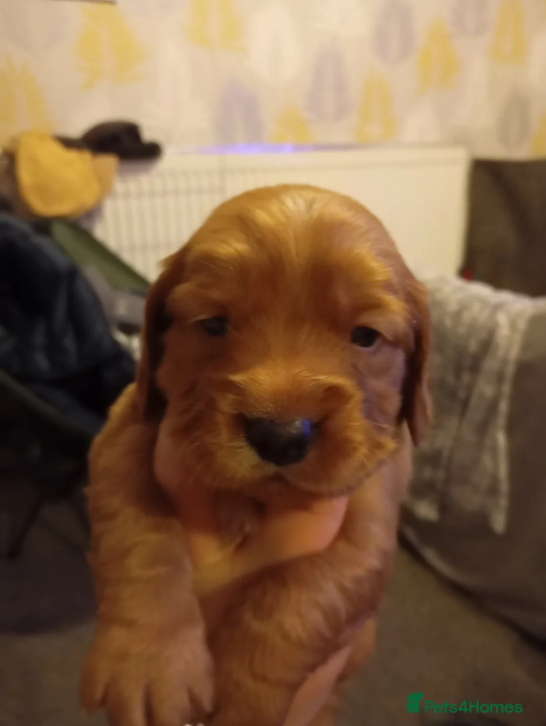 Cocker Spaniel dogs for sale: Cocker spaniel Jack Russel cross - Advert 4