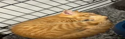 Mixed Breed cats for sale: American shorthair x bsh kittens please red descrp in Belvedere - Advert 22